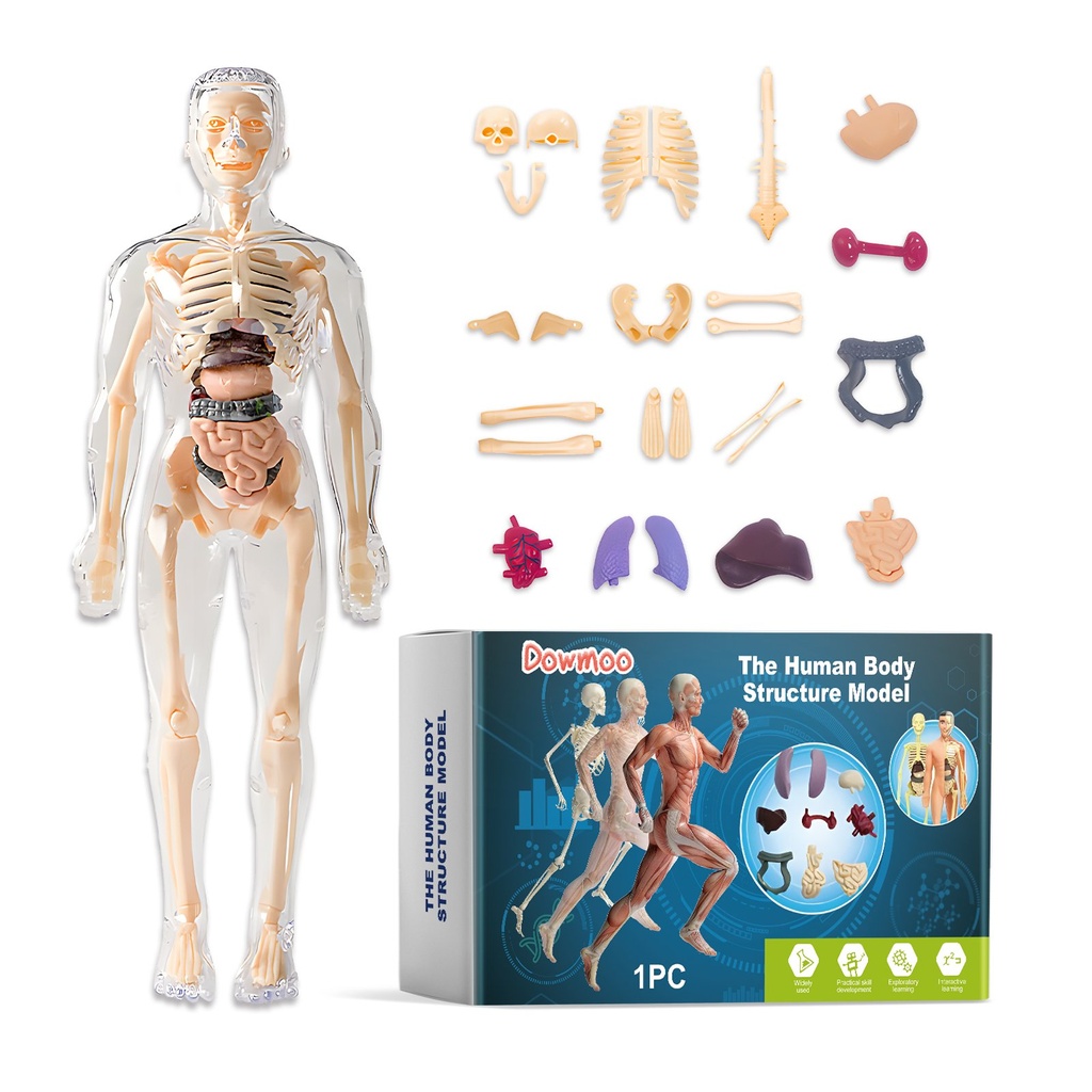 Mô Hình Cấu Trúc Con Người Dowmoo Cấu Trúc Cơ Thể Cấu Trúc Thân Lắp Ráp Giáo Dục Khoa Học Trẻ Em